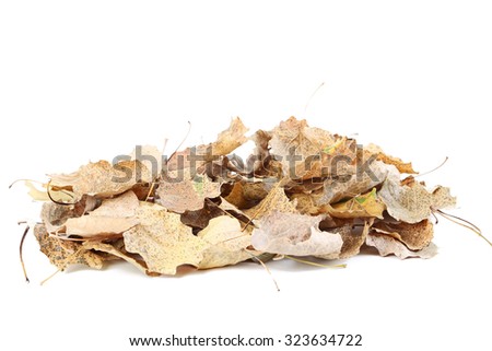 Dry leafs isolated on a white