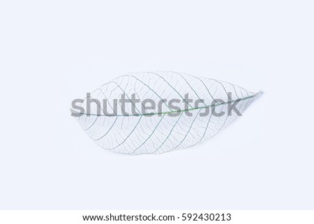 Dry leafs on a white background texture. Dried leaves in decorative outdoor natural form of dead . idea concepts stems carcass , branches, plants branch nature and symbol . macro profile .copy space .