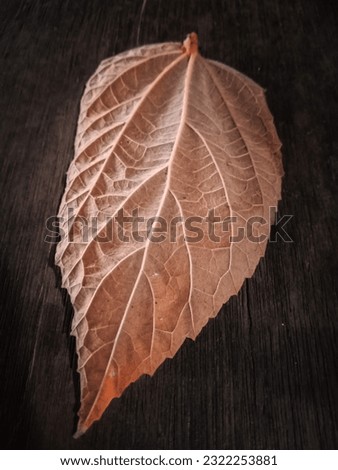 dry leave on dark background. autum leave fallen on dark background. background for story text.simple picture for book cover
