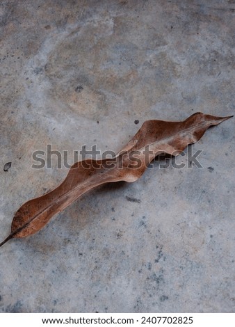 Dry leave on grey background. Autum leave fallen on gray background