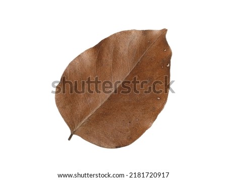 Dry leave on white background. Autum leave fallen on white background