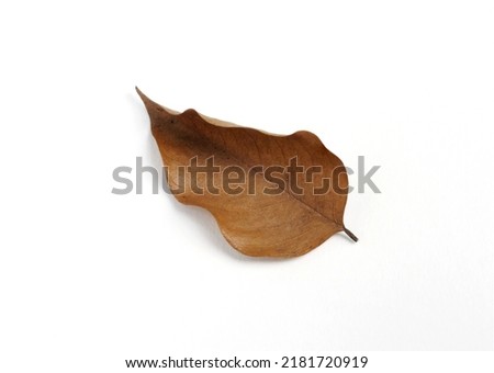 Dry leave on white background. Autum leave fallen on white background