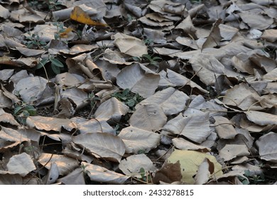 dry leaves background Nice details and very high resolution for the background.