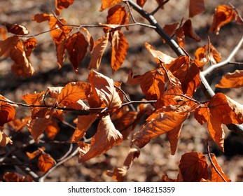 Dry Leaves of a Beech, Fagus sylvatica are gleaming in the sunlight in Early spring - Selected focus, narrow depth of field