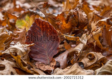 Dry leaves of beech and maple on the ground in autumn park
