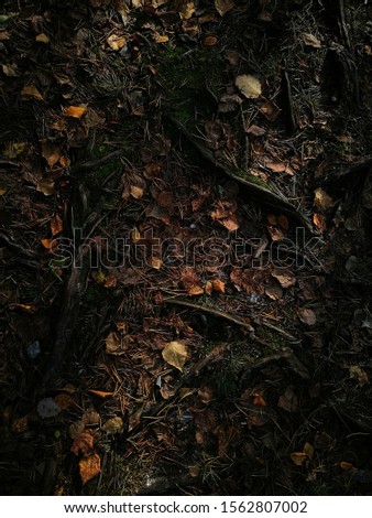 Dry leaves of birch and aspen on the ground between the old roots of the tree. Vertical frame. Low key photography. Dramatic light