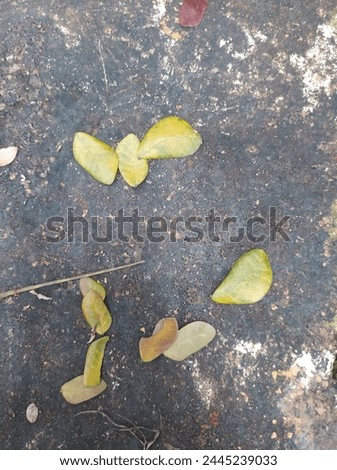The dry leaves are brownish yellow 