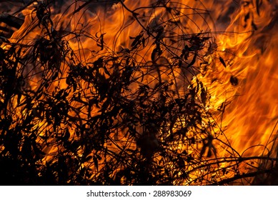 Dry Leaves Burning During A Grass Wild Fire