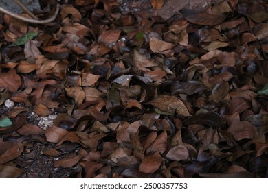 Dry leaves, bushes, piles of leaves, fallen leaves, brown - Powered by Shutterstock