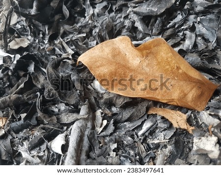 dry leaves and charcoal from burning leaves