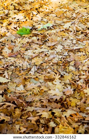 Dry leaves fallen on the ground with a green leaf - concept image