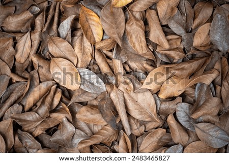 Dry leaves falling on the ground. Many dry leaves falling on the ground. Spring leaves.