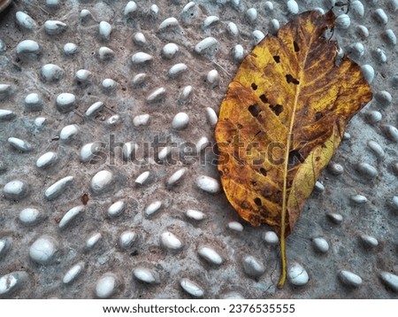 Similar – Image, Stock Photo A very special leaf