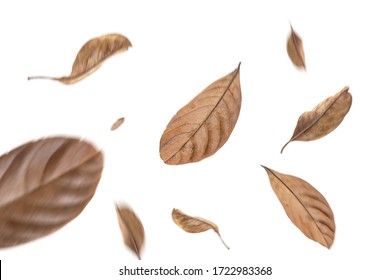 dry leaves flying on white background,motion blur 
