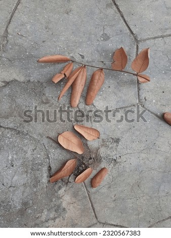 Dry leaves isolated on the cement floor on the lawn