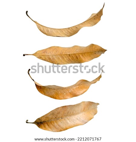 Dry leaves isolated on a white background