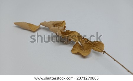 Dry leaves isolated on white background