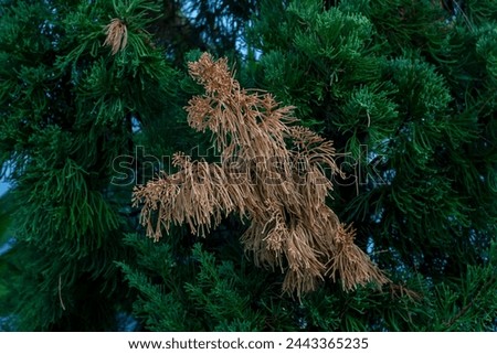 Dry leaves of Juniperus chinensis or Chinese juniper in the garden on green fresh leaves background.