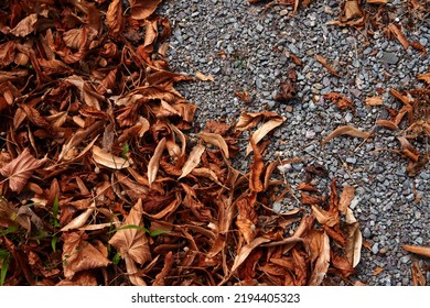 Dry Leaves Lay On Asphalt Road Background. Dry Leaf Fram. Top View. Flat Lay. High Quality Photo