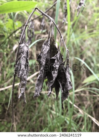 dry leaves in the montain wilis