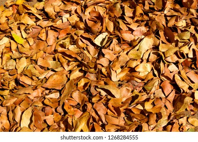 Dry Leaves Mopane Tree Colophospermun Mapane Stock Photo 1268284555 ...