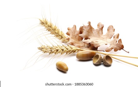 Dry leaves oak, acorn and ear wheat isolated on white background, orthodox Christmas
