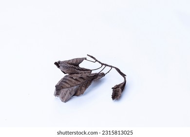 Dry leaves, old dead leaves isolated white background	