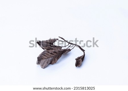 Dry leaves, old dead leaves isolated white background	
