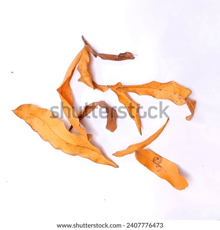 Dry leaves, old dead leaves white background