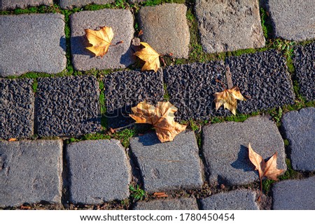 Image, Stock Photo Dry leaves on paving stones in the autumn sun