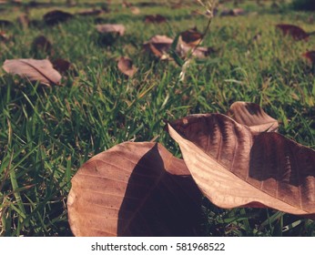 Dry leaves on the grass