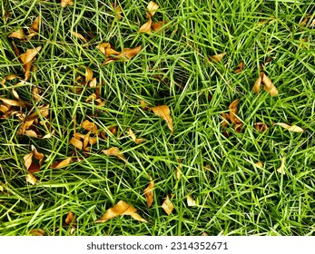 Dry leaves on the grass of Yogyakarta City Park - Shutterstock ID 2314352671