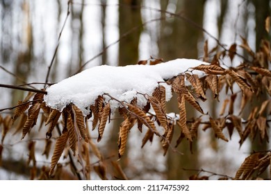 Dry leaves on a tree in a winter forest, leaves under a snow cap