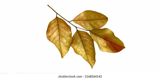 Dry Leaves On A White Background.