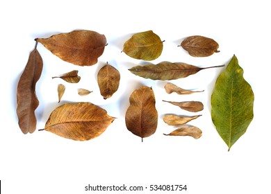 Dry Leaves On White Background