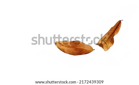 Dry leaves on a white background.