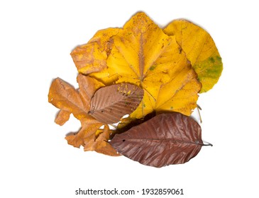 Dry leaves pile together isolated on white background