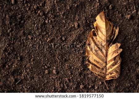 Dry leaves are placed in fertile soil suitable for cultivation.