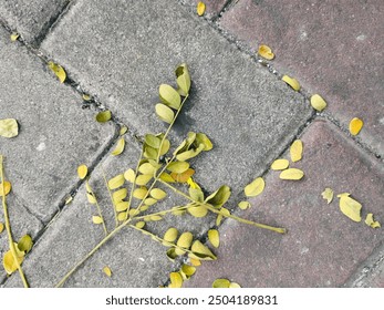 Dry leaves scattered on pavement.  - Powered by Shutterstock