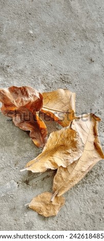 Dry leaves: A symbol of the continuous cycle of life