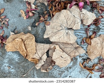 Dry leaves that fall on the side of the road - Shutterstock ID 2314283387