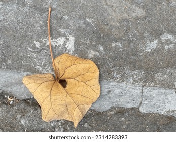 Dry leaves that fall on the side of the road - Shutterstock ID 2314283393