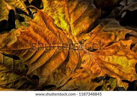 Similar – Herbstliches Blattwerk