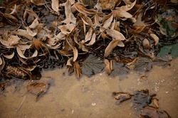 Dry Leaves, Twigs, Cones, Berries Lie In Puddle. Autumn Season Concept. Fallen Leaves Are Lying In The Water On The Street.