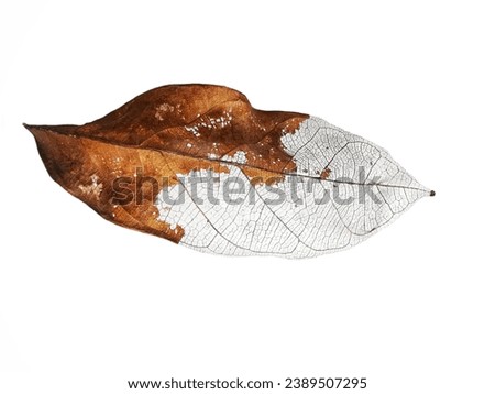 dry leaves with vein isolated on a white background.