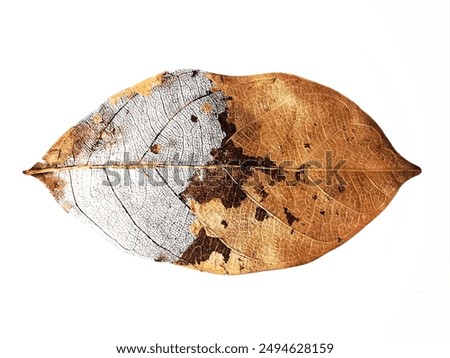 dry leaves with vein isolated on a white background.
