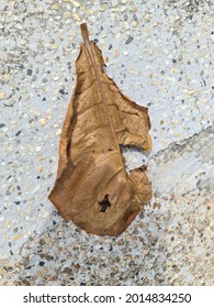 Dry Leaves Waiting For People To Come Clean.