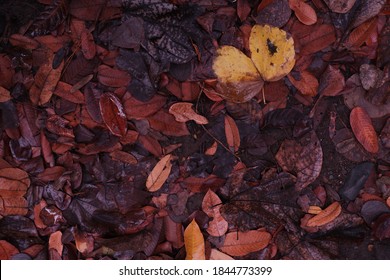 The Dry Leaves Are Wet With Rain. These Leaves Are Then Allowed To Rot And Become Humus. 