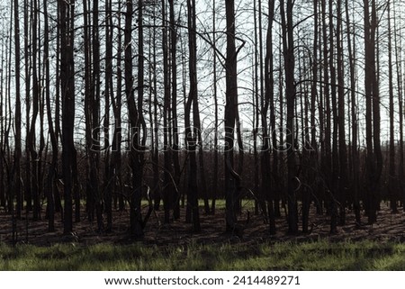 Dry lifeless trees after a fire. The dead forest. Black trunks and branches of trees. Environmental disaster. Environmental problem. The concept of nature conservation. Saving trees for posterity.