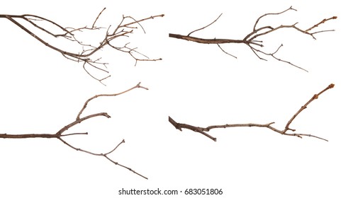Dry lilac branches isolated on white background. Set - Shutterstock ID 683051806